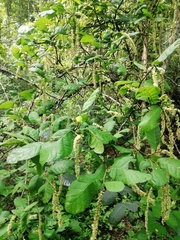 Coccoloba diversifolia