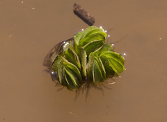 Salvinia auriculata