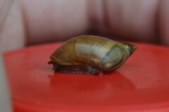 Succinea putris