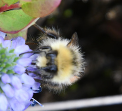 Bombus lapponicus
