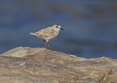 Charadrius marginatus marginatus