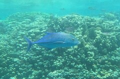 Caranx melampygus