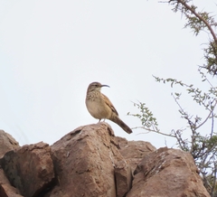 Upucerthia dumetaria