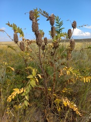 Astragalus alopecurus