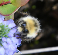 Bombus lapponicus