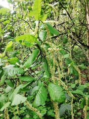 Coccoloba diversifolia