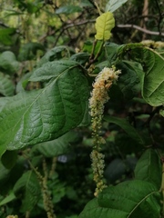 Coccoloba diversifolia