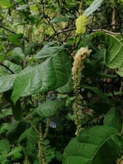 Coccoloba diversifolia