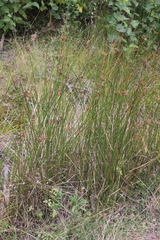 Juncus
