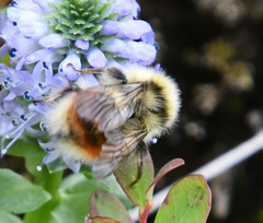 Bombus lapponicus