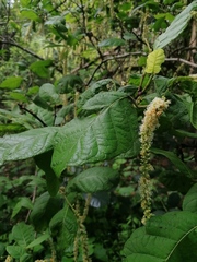 Coccoloba diversifolia