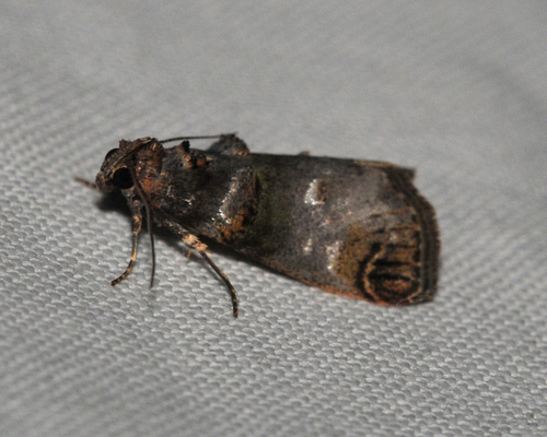 Orange-tufted Oneida Moth photo 6