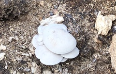Entoloma abortivum