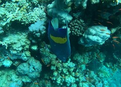 Pomacanthus maculosus