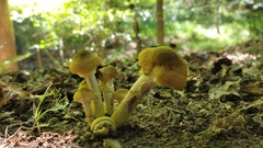 Armillaria