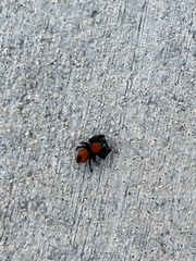 Phidippus apacheanus