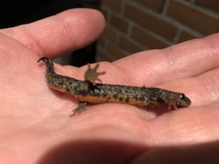 Triturus cristatus