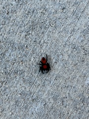 Phidippus apacheanus