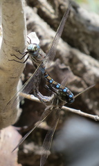Rhionaeschna californica
