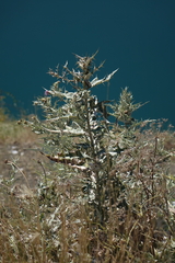 Cirsium argillosum