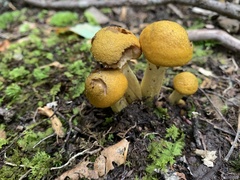 Armillaria mellea