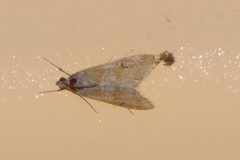 Hellula