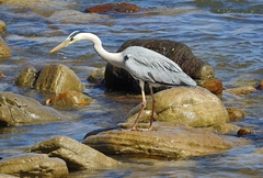 Ardea cinerea cinerea