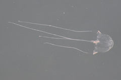 Carybdea marsupialis