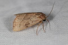 Galgula partita