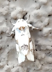 Emarginea percara
