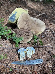 Caloboletus conifericola