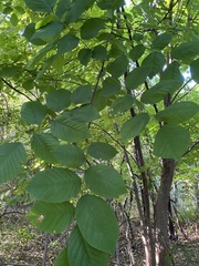 Cladrastis kentukea