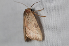 Galgula partita