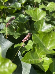 Persicaria longiseta