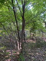 Cladrastis kentukea