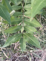Carya aquatica