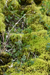 Thalictrum alpinum