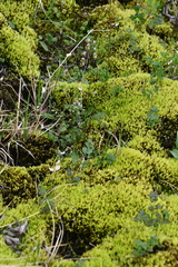 Thalictrum alpinum