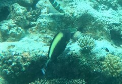 Cetoscarus bicolor