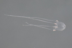 Carybdea marsupialis