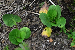Bergenia