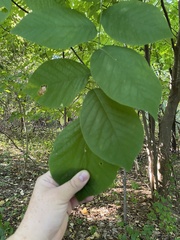 Cladrastis kentukea