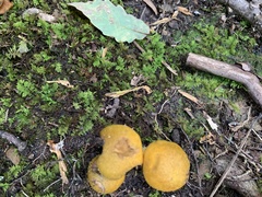 Armillaria mellea