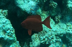 Priacanthus hamrur