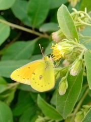 Colias lesbia