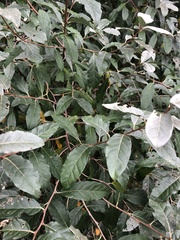 Elaeagnus umbellata
