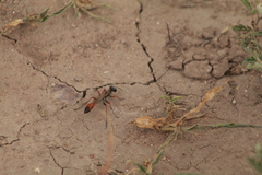 Ammophila