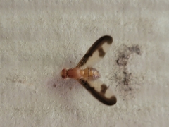 Toxonevra superba