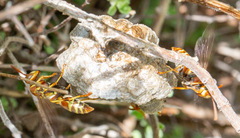 Polistes dorsalis