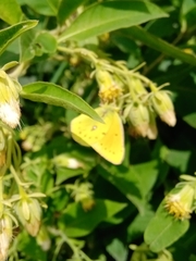 Colias lesbia
